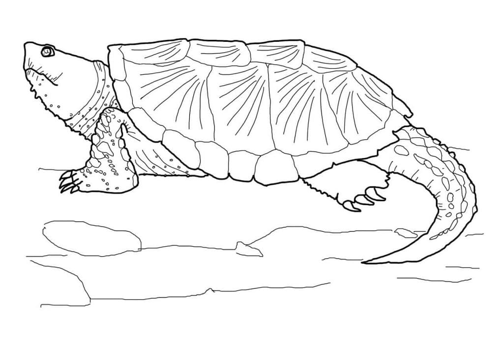 Common Snapping Turtle 1 Coloring Game Common Snapping Turtle 1