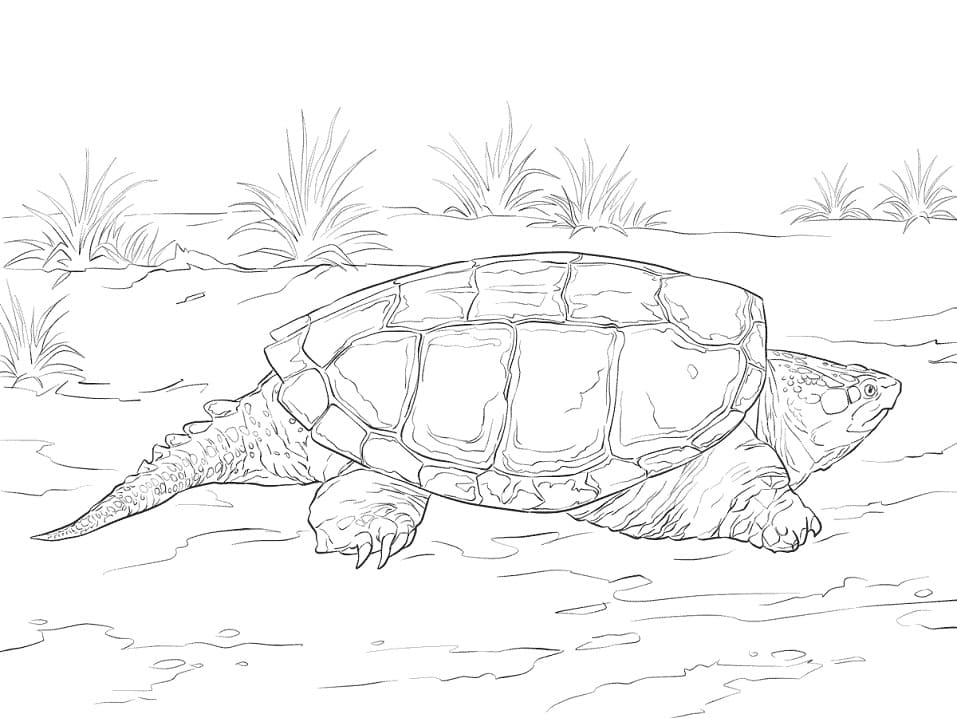Common Snapping Turtle Coloring Game Common Snapping Turtle