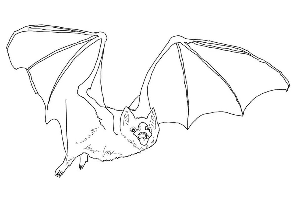 Common Vampire Bat