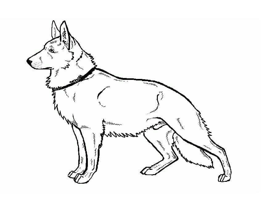 Cool German Shepherd Coloring Game Cool German Shepherd