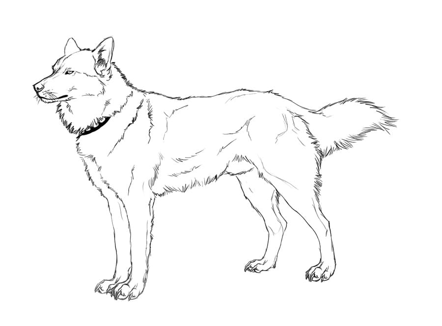 Cool Husky Coloring Game Cool Husky
