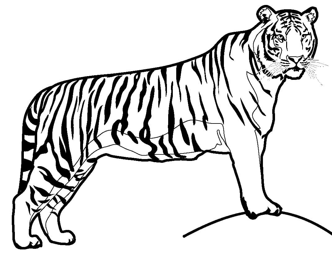 Cool Tiger
