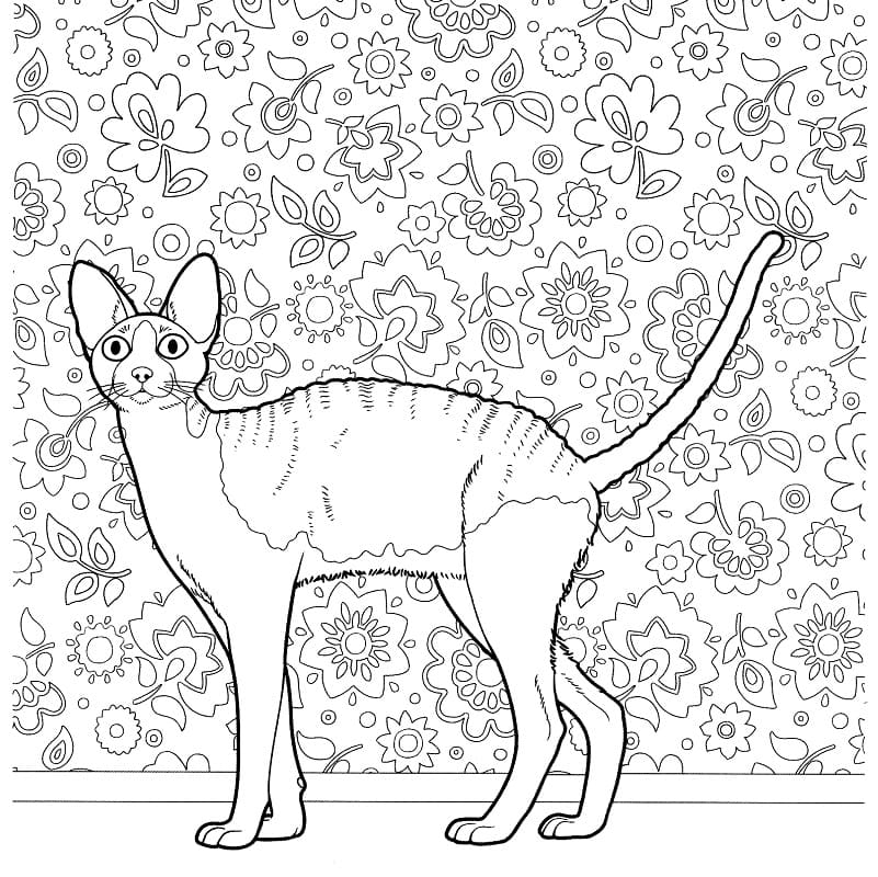 Cornish Rex Cat Coloring Game Cornish Rex Cat