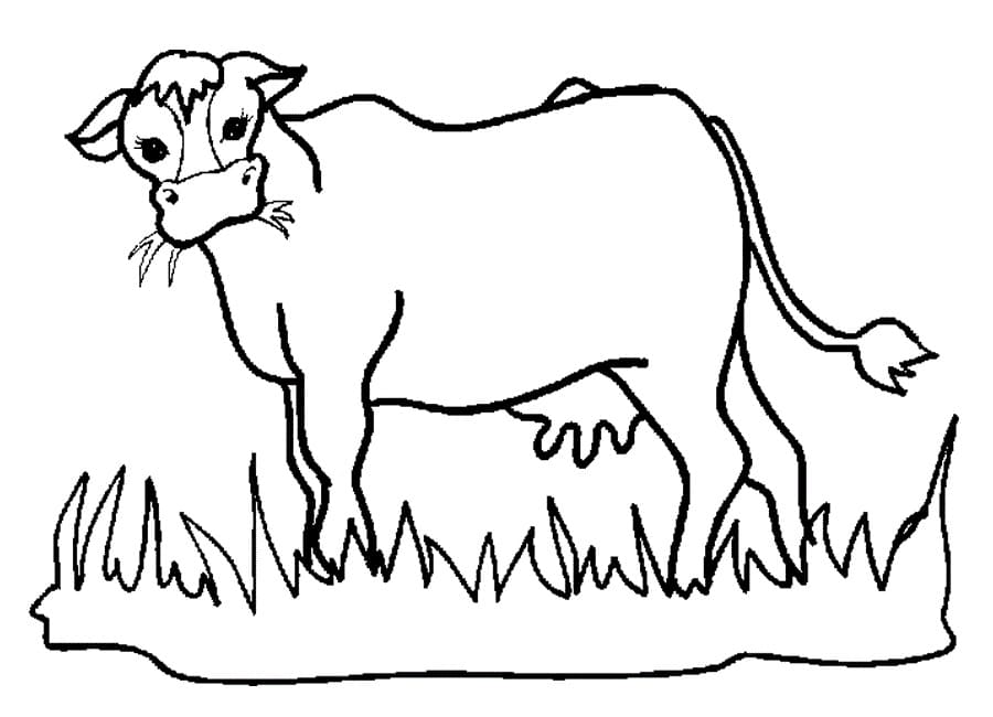 Cow 12 Coloring Game Cow 12