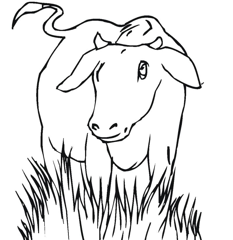 Cow 4 Coloring Game Cow 4