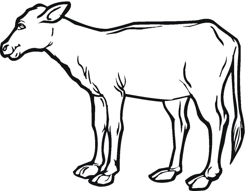 Cow Calf Coloring Game Cow Calf