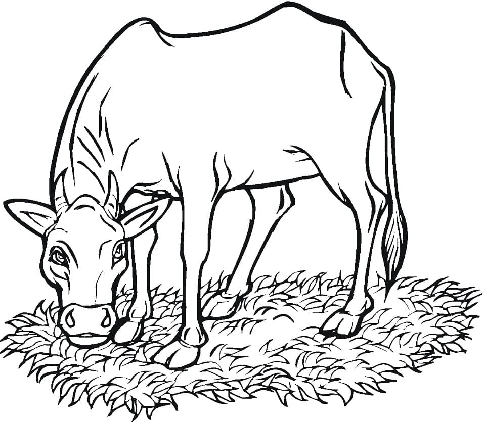 Cow Eating Grass Coloring Game Cow Eating Grass
