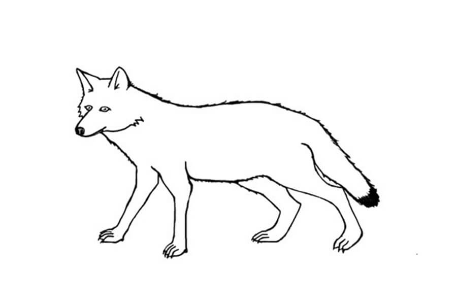 Coyote 5