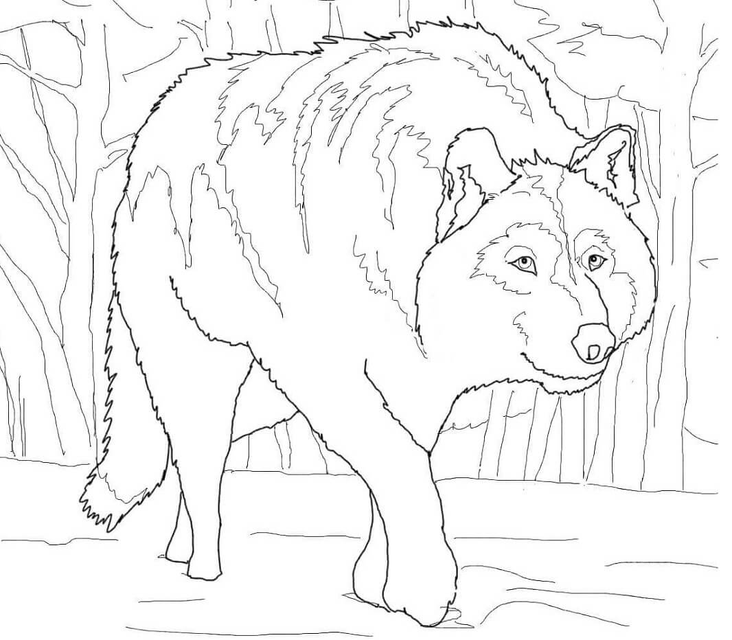 Crouching Gray Wolf Coloring Game Crouching Gray Wolf