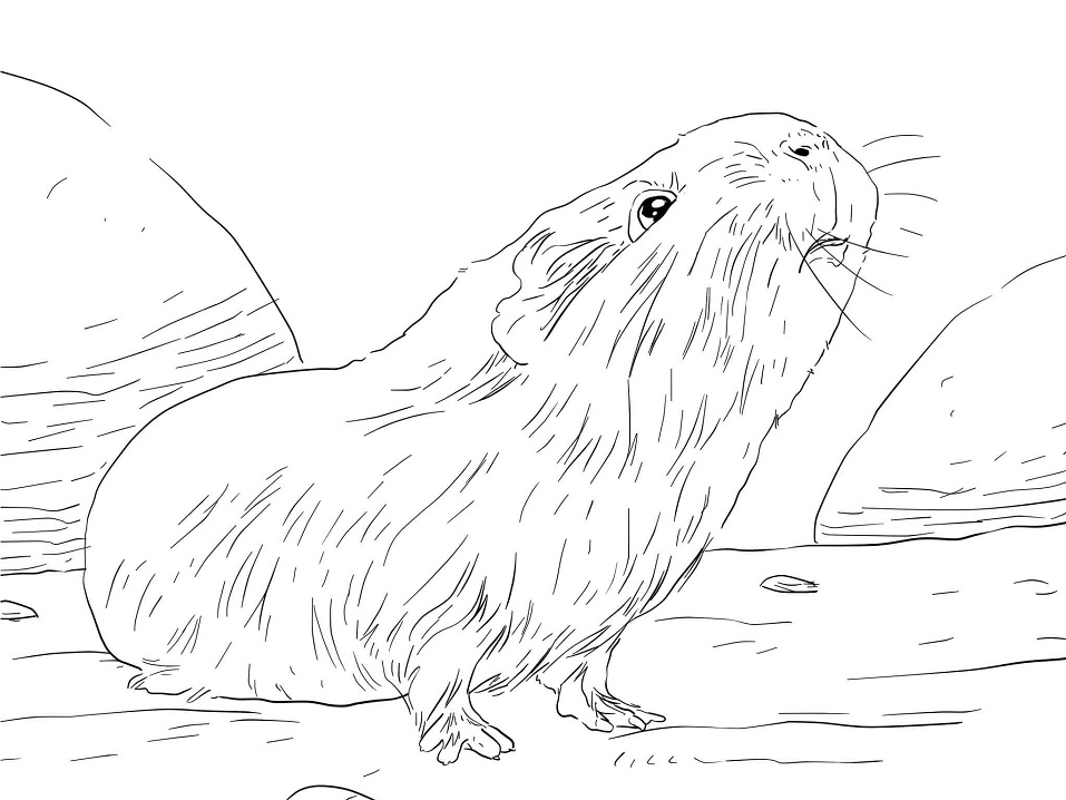 Curious Guinea Pig Coloring Game Curious Guinea Pig