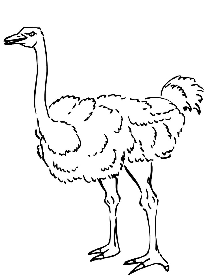 Curious Ostrich