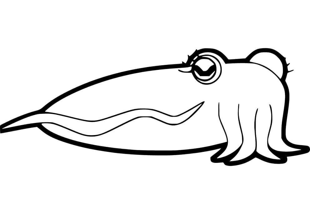 Cute Cuttlefish