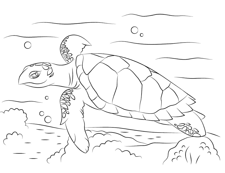 Cute Hawksbill Sea Turtle Coloring Game Cute Hawksbill Sea Turtle