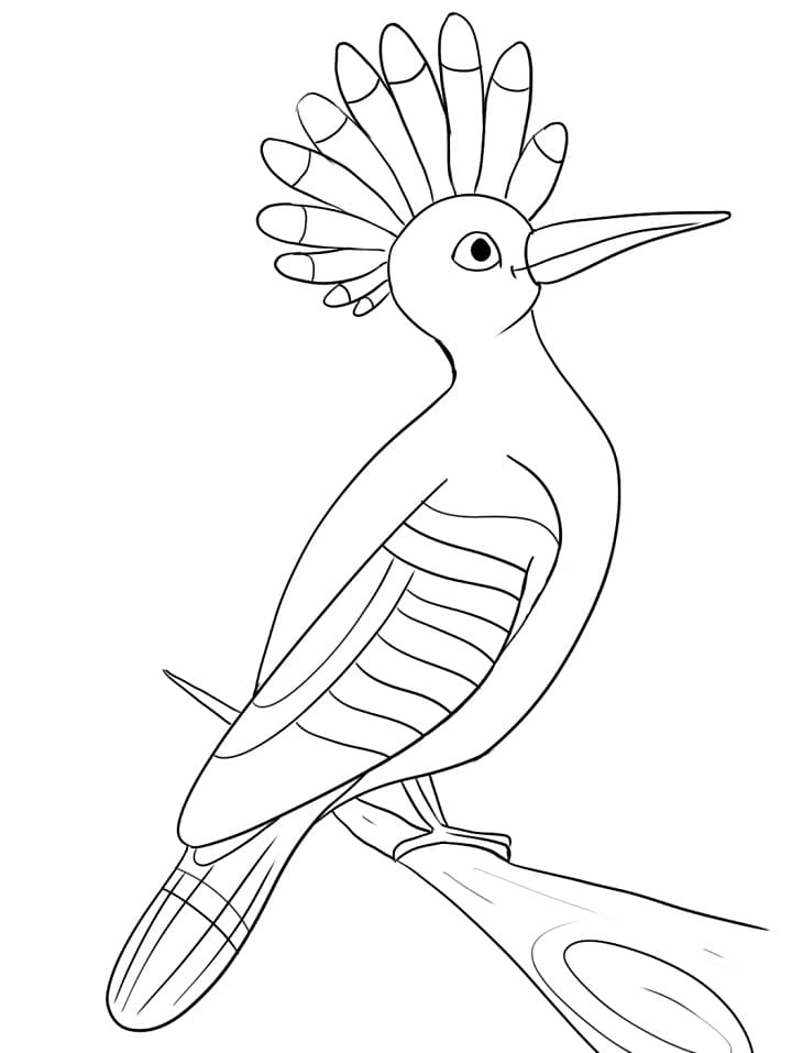 Cute Hoopoe
