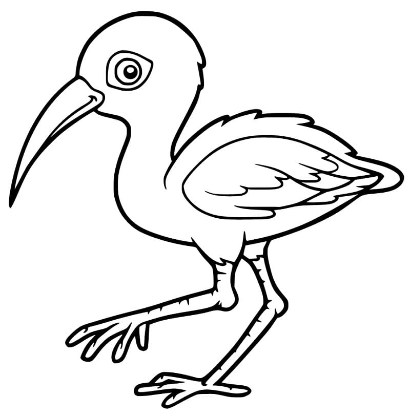 Cute Ibis Coloring Game Cute Ibis