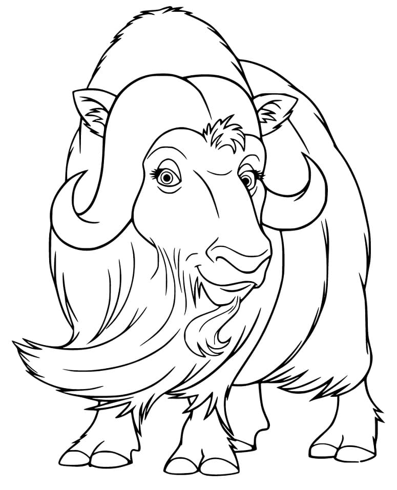 Cute Musk Ox