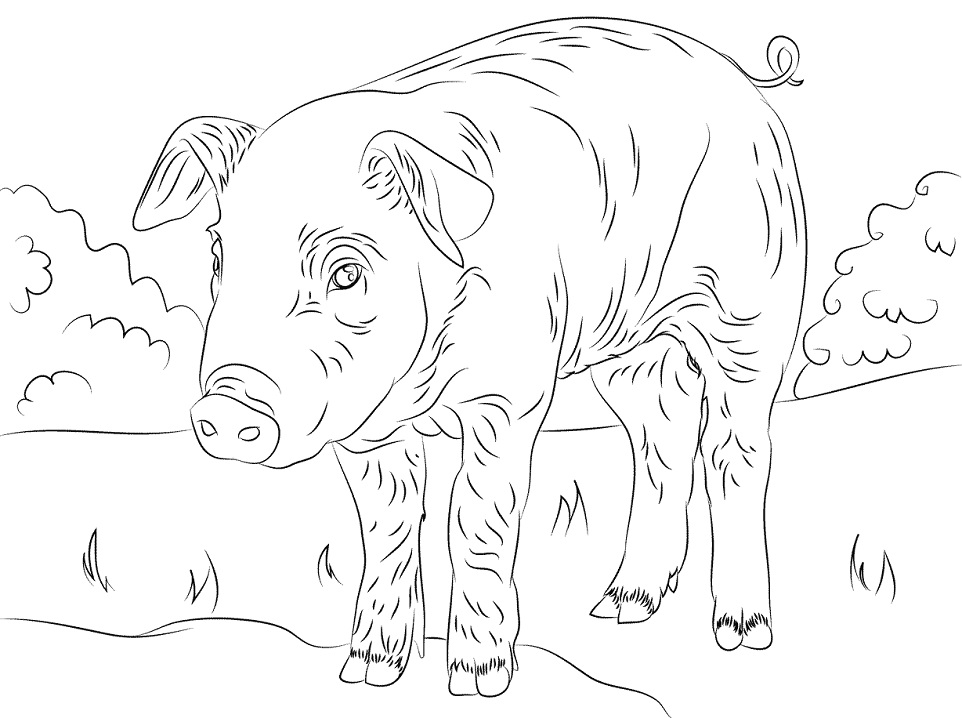 Cute Piglet Coloring Game Cute Piglet