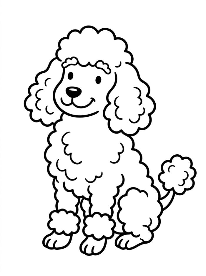 Cute Poodle