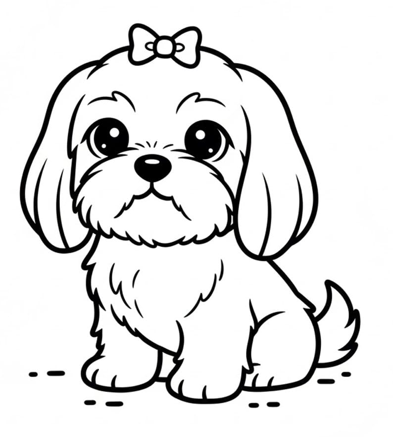 Cute Shih Tzu Dog