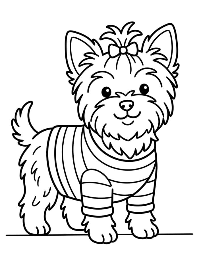 Cute Yorkie