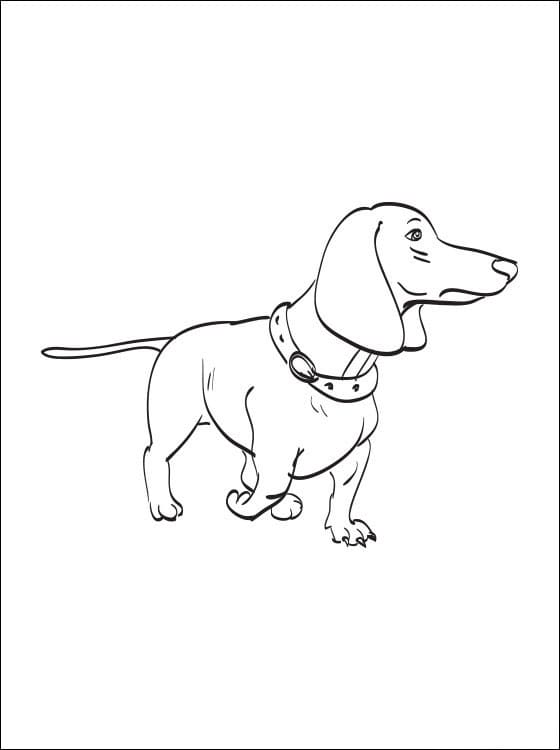 Dachshund 3 Coloring Game Dachshund 3