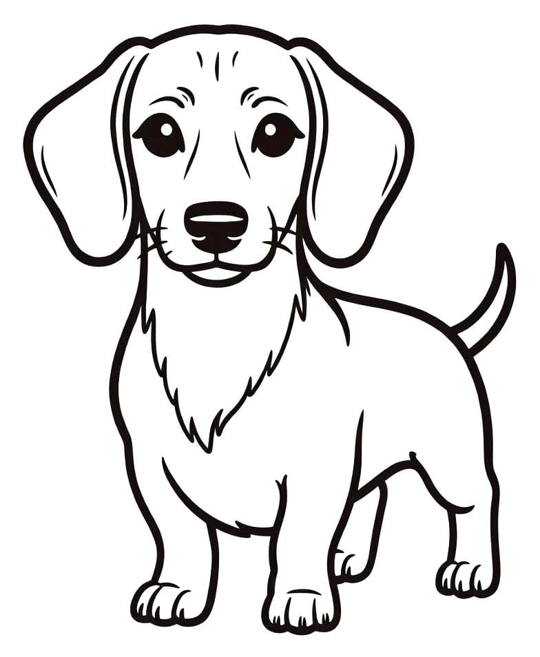 Dachshund Basic