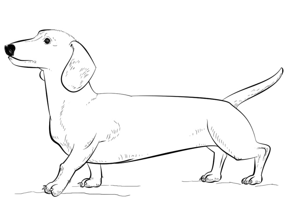 Dachshund Dog Coloring Game Dachshund Dog