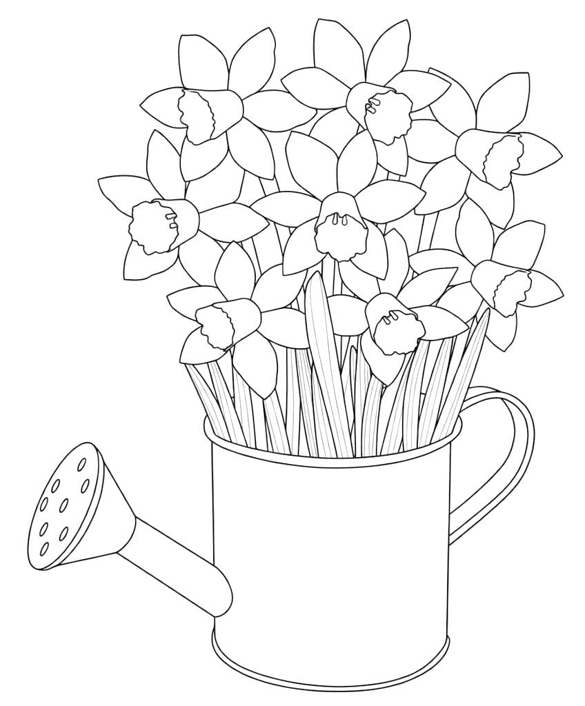 Daffodil Basic