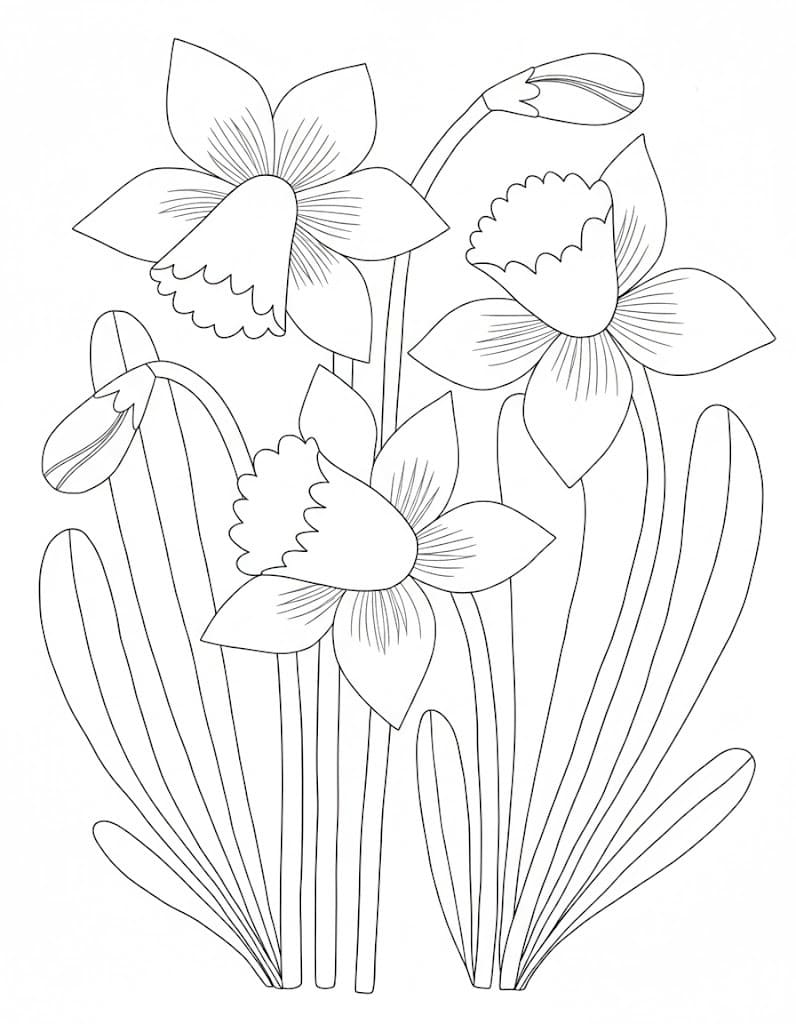 Daffodil Easy