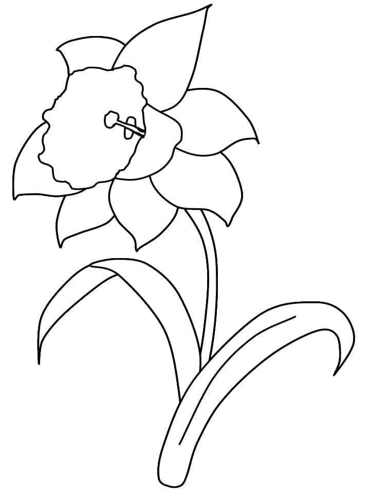 Daffodil Free Printable