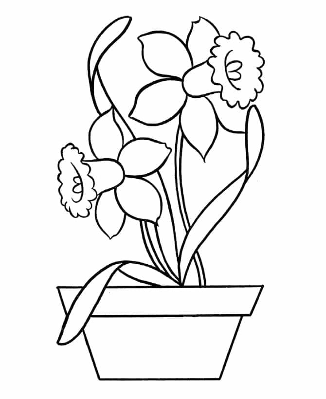 Daffodil Free
