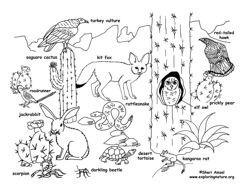 Desert Animals 1 Coloring Game Desert Animals 1