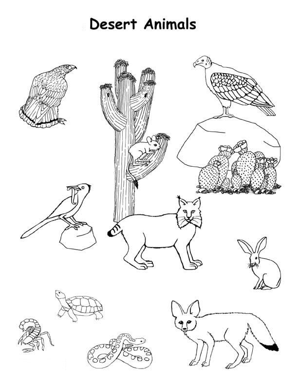 Desert Animals Coloring Game Desert Animals