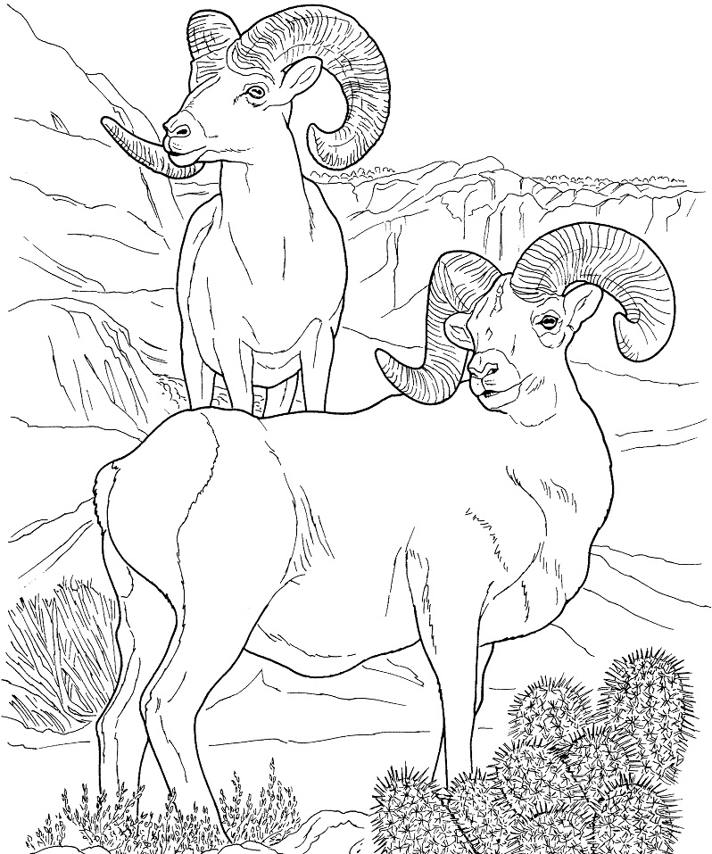 Desert Bighorn Sheep Coloring Game Desert Bighorn Sheep