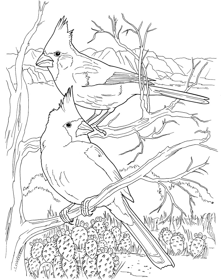 Desert Cardinals Coloring Game Desert Cardinals
