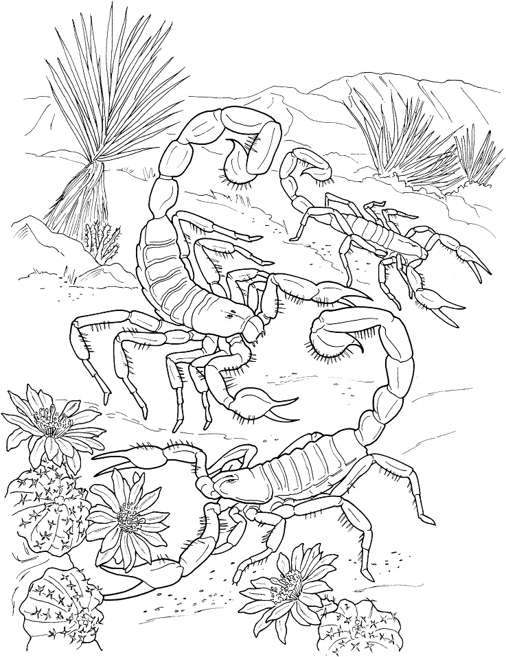 Desert Scorpions Coloring Game Desert Scorpions