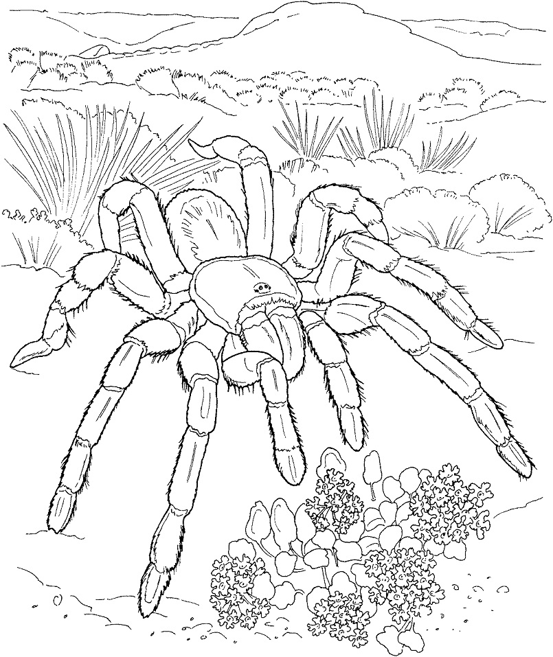 Desert Tarantula Coloring Game Desert Tarantula