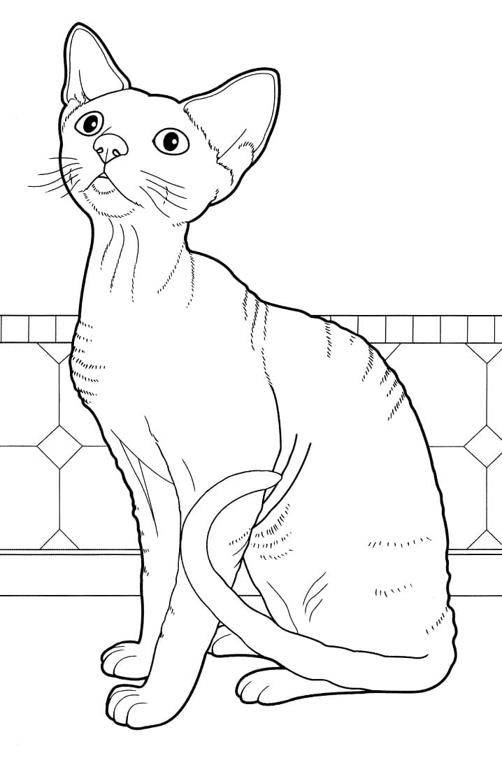 Devon Rex Cat Coloring Game Devon Rex Cat
