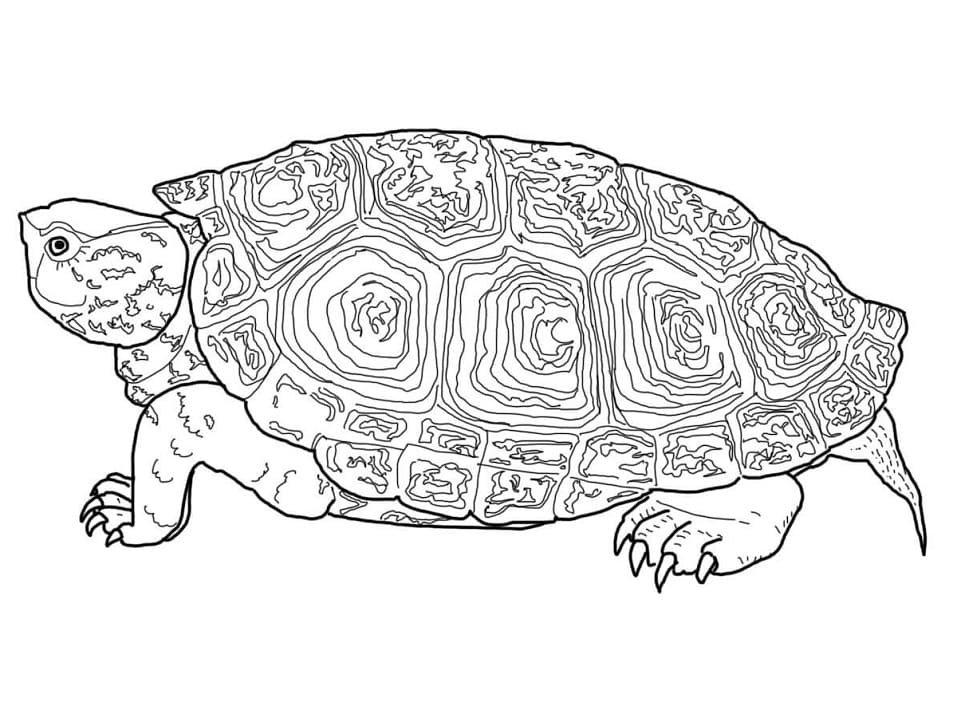 Diamondback Terrapin Turtle Coloring Game Diamondback Terrapin Turtle