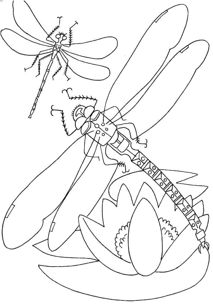 Dragonflies Coloring Game Dragonflies