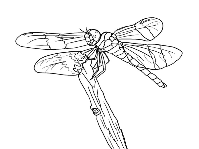 Dragonfly 1 Coloring Game Dragonfly 1