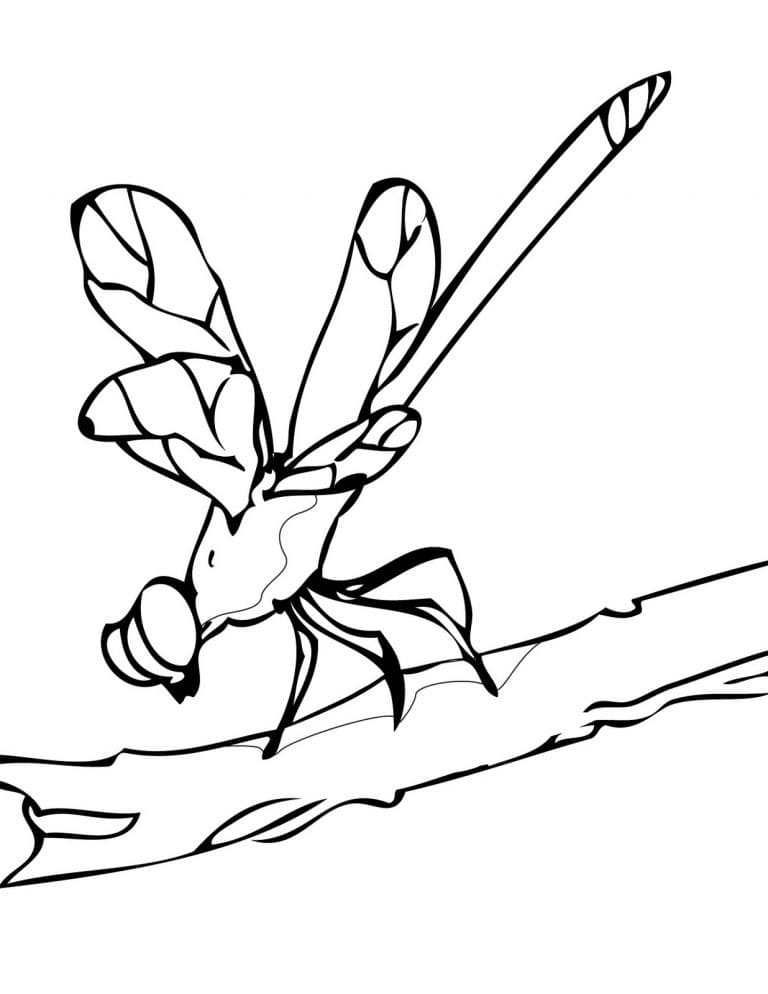 Dragonfly 2 Coloring Game Dragonfly 2
