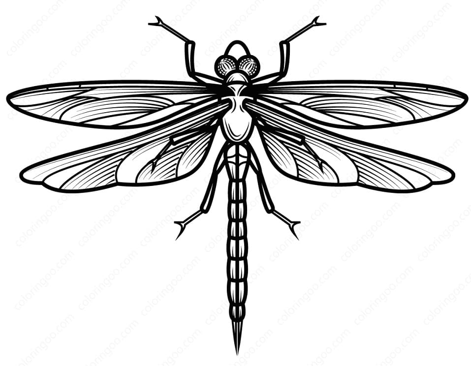 Dragonfly 3 Coloring Game Dragonfly 3
