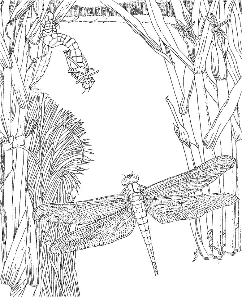 Dragonfly Insect Coloring Game Dragonfly Insect