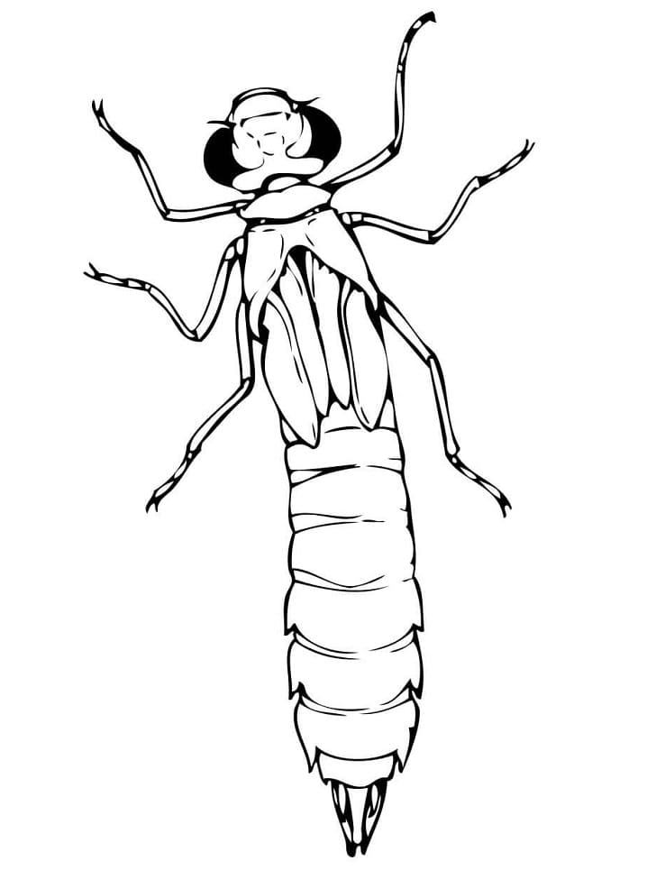 Dragonfly Nymph Coloring Game Dragonfly Nymph