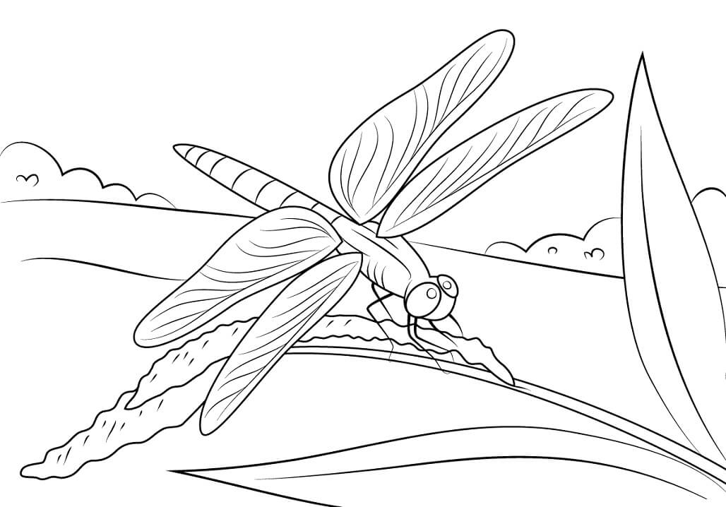 Dragonfly Sits on Stem Coloring Game Dragonfly Sits on Stem