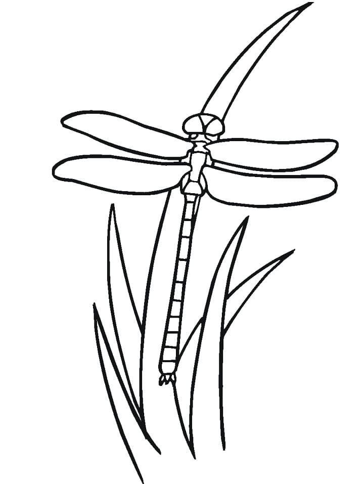 Dragonfly on Grass Coloring Game Dragonfly on Grass