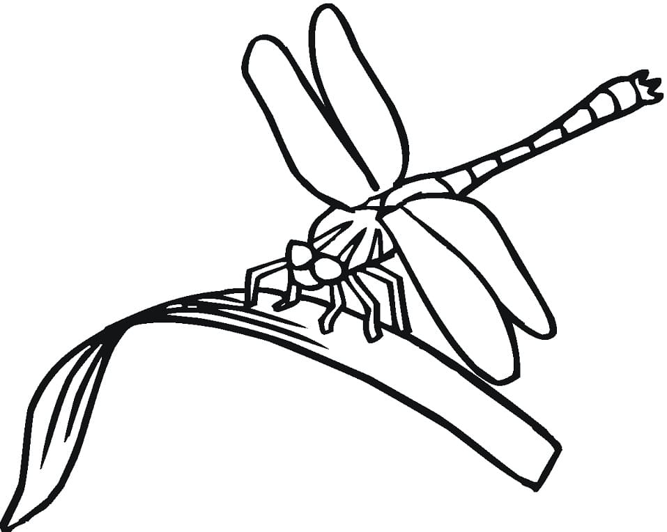 Dragonfly on Leaf Coloring Game Dragonfly on Leaf