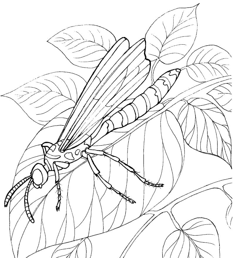 Dragonfly on Leaves Coloring Game Dragonfly on Leaves