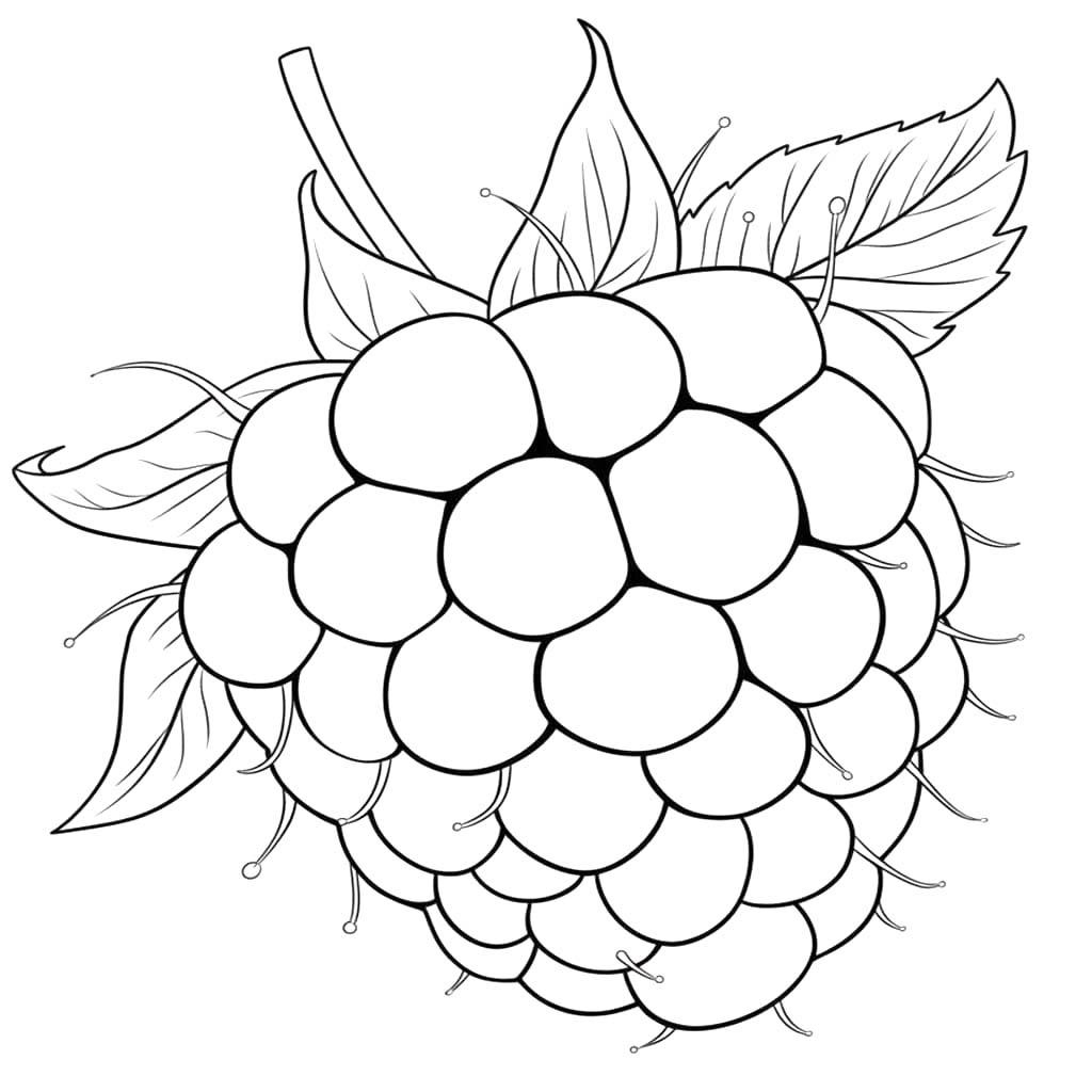 Drawing Blackberry Simple